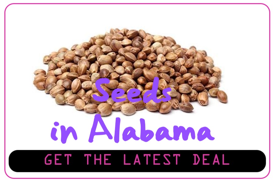 Alabama Cannabis Seeds