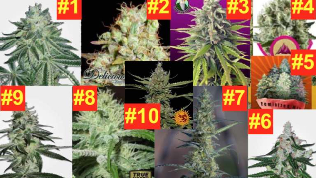 The 10 Best Strain to Grow Outdoors for Beginners Reviews 2023